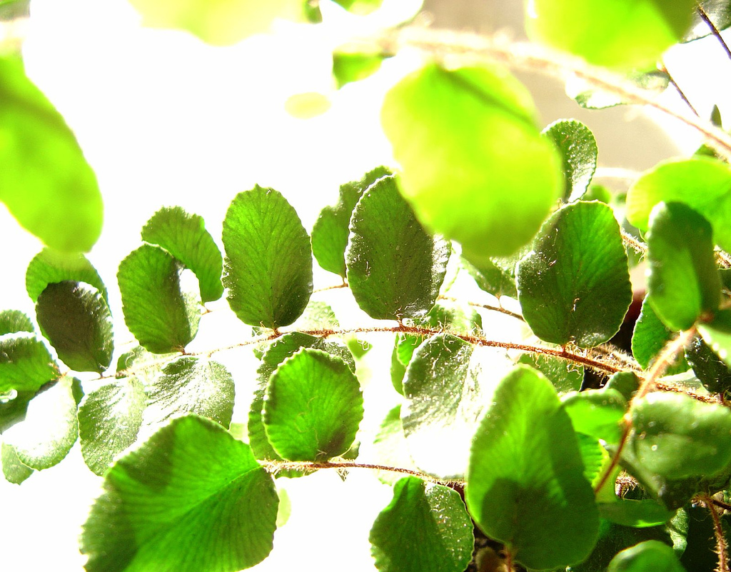 Pellaea Rotundifolia